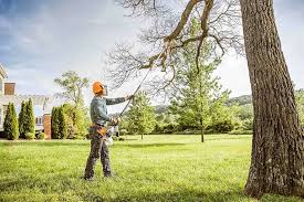 How Our Tree Care Process Works  in  Tomah, WI