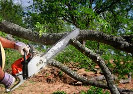 Best Firewood Processing and Delivery  in Tomah, WI