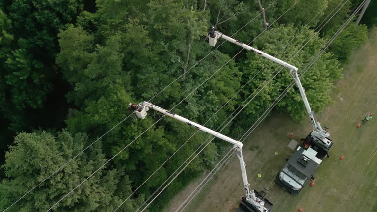 Reliable Tomah, WI Tree Services Solutions